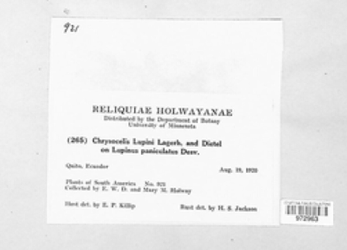 Chrysocelis image